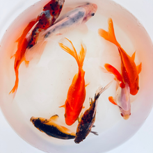 Load image into Gallery viewer, Toledo Goldfish | Sabao goldfish
