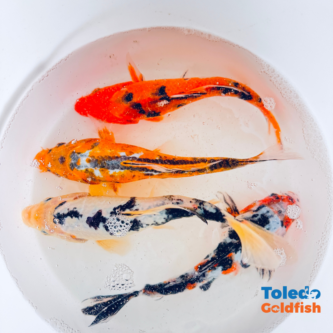 TOLEDO GOLDFISH |  Live Standard Fin Koi
