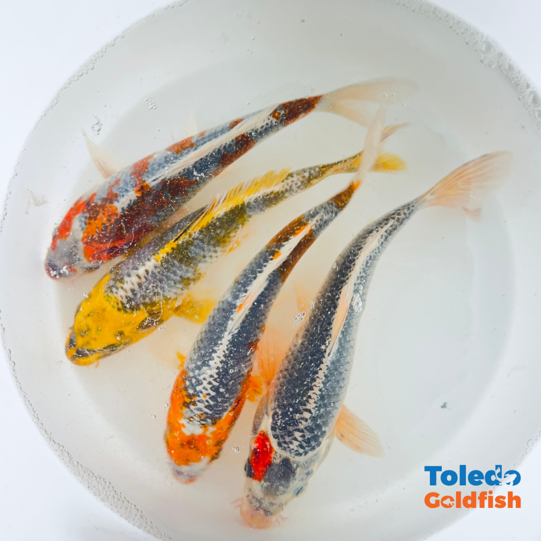 Select Koi Group - Standard Fin Koi - 8 inch Colorful Orange & Blue Koi