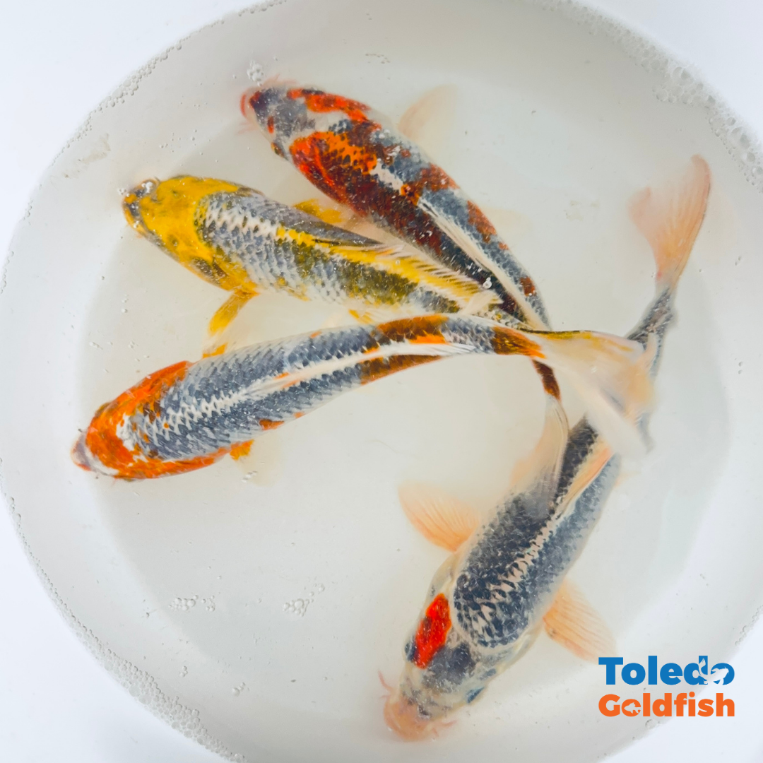 TOLEDO GOLDFISH |  Live Standard Fin Koi