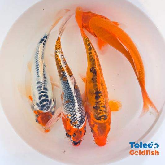 TOLEDO GOLDFISH |  Live Standard Fin Koi