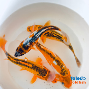 Toledo Goldfish LIve goldfish and koi