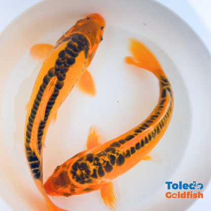 TOLEDO GOLDFISH |  Live Standard Fin Koi