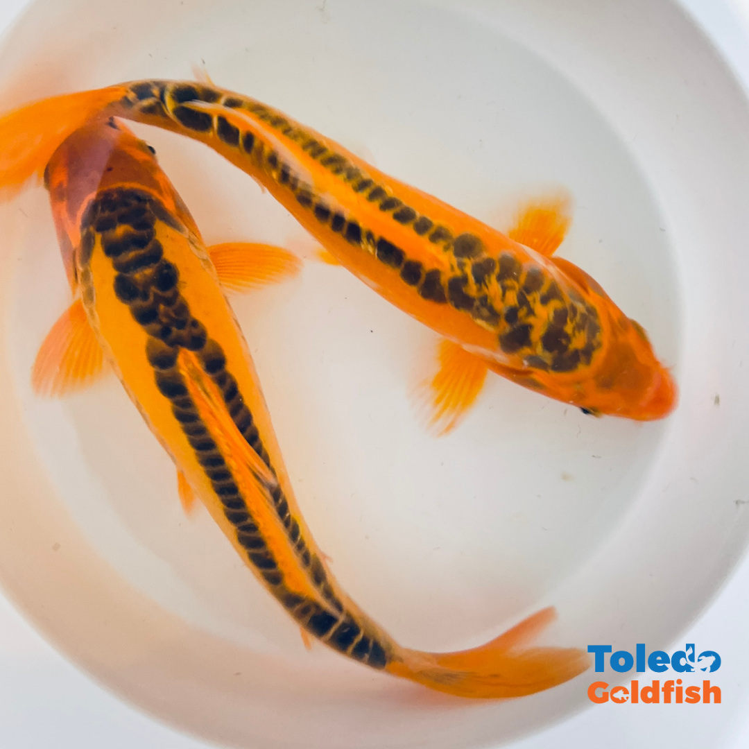 TOLEDO GOLDFISH |  Live Standard Fin Koi