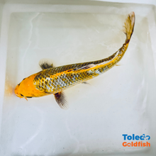 Load image into Gallery viewer, TOLEDO GOLDFISH |  Live Standard Fin Koi
