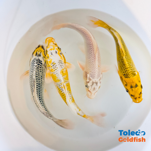 TOLEDO GOLDFISH |  Live Standard Fin Koi