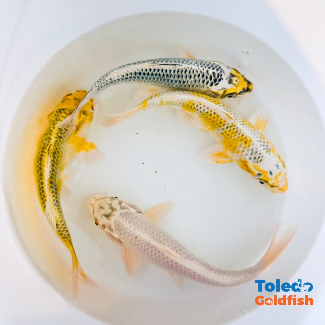 TOLEDO GOLDFISH |  Live Standard Fin Koi