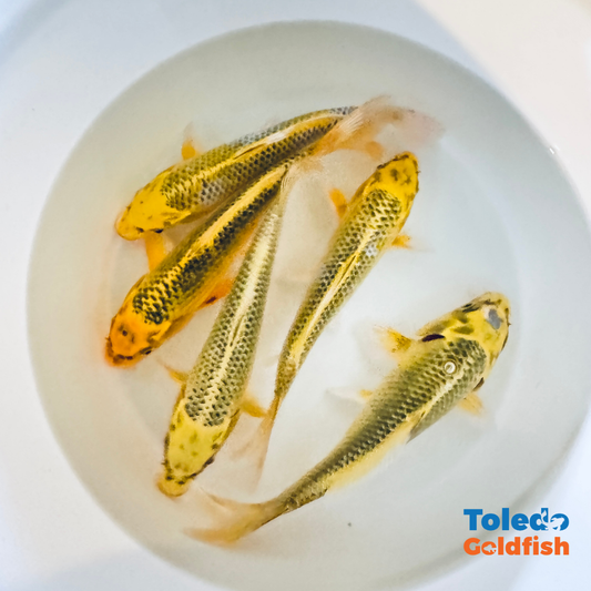 TOLEDO GOLDFISH |  Live Standard Fin Koi