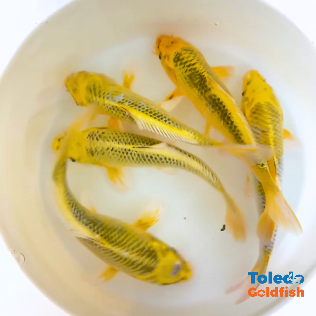 TOLEDO GOLDFISH |  Live Standard Fin Koi