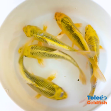 Load image into Gallery viewer, TOLEDO GOLDFISH |  Live Standard Fin Koi
