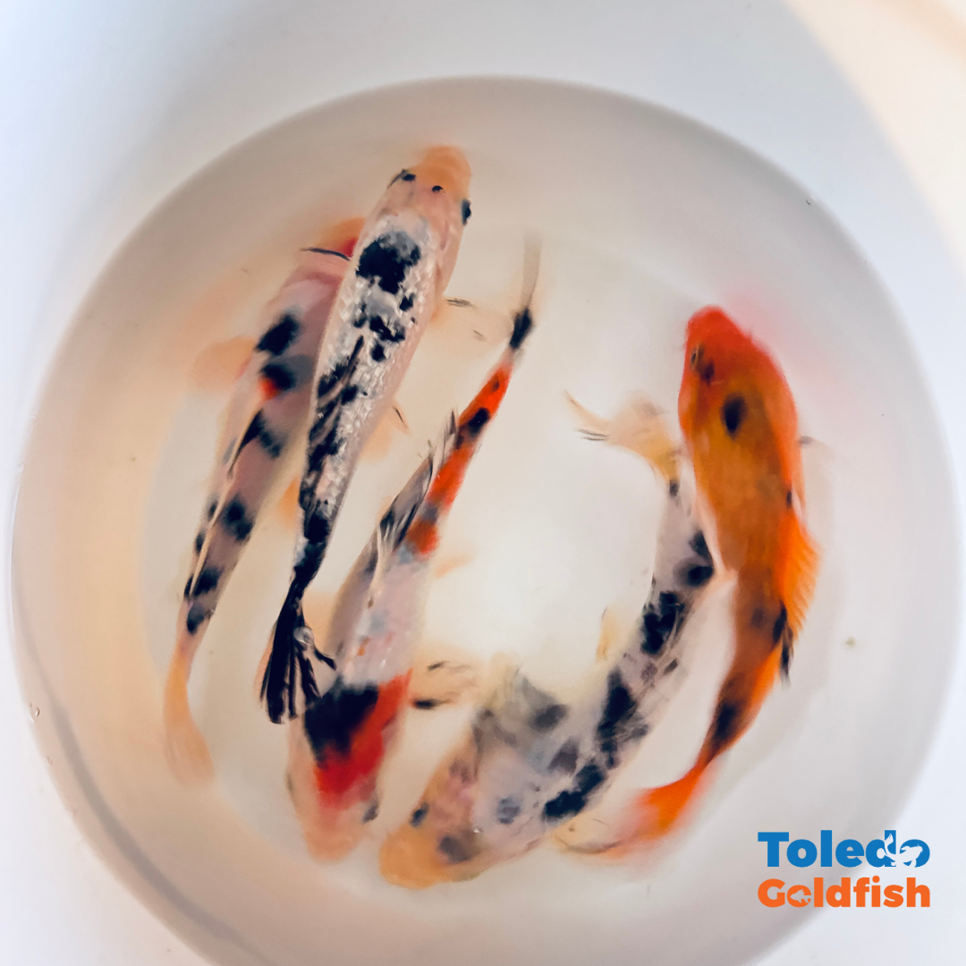 TOLEDO GOLDFISH |  Live Standard Fin Koi