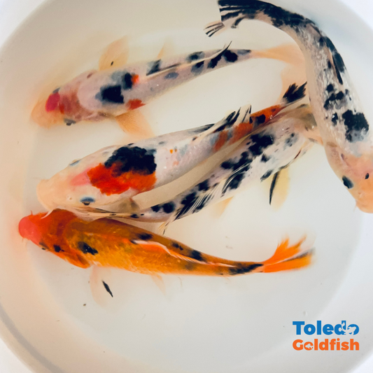 TOLEDO GOLDFISH |  Live Standard Fin Koi