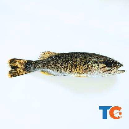 smallmouth fish on a white background