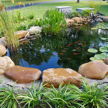 Load image into Gallery viewer, TOLEDO GOLDFISH | Lifestyle photo of watergarden
