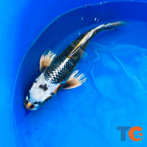 Toledo Goldfish|Standard Fin Koi