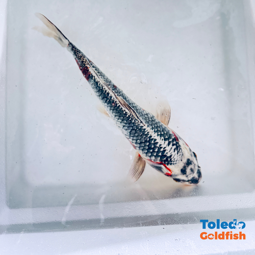 TOLEDO GOLDFISH |  Live Standard Fin Koi