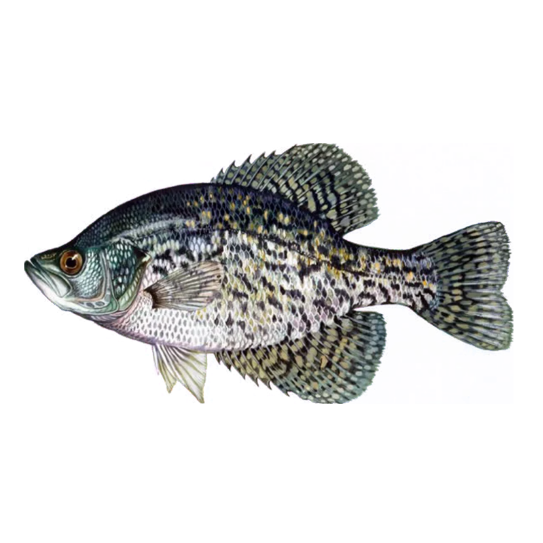 Toledo Goldfish Black Crappie live fish