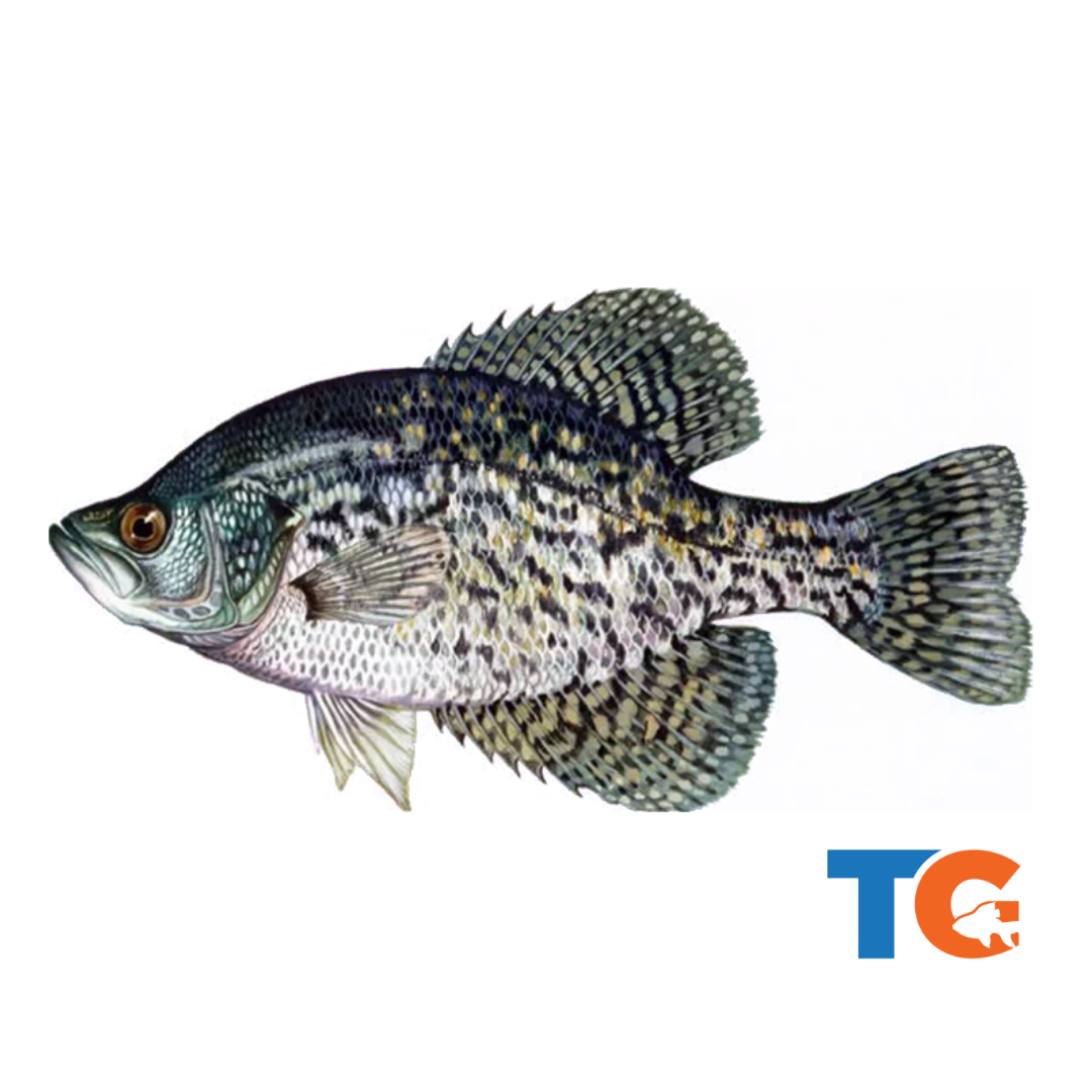 Toledo Goldfish Black Crappie
