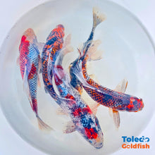 Load image into Gallery viewer, Toledo Goldfish | Black Diamond Shubunkin Goldfish Live Fish
