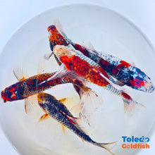 Load image into Gallery viewer, Toledo Goldfish | Black Diamond Shubunkin Goldfish Live Fish
