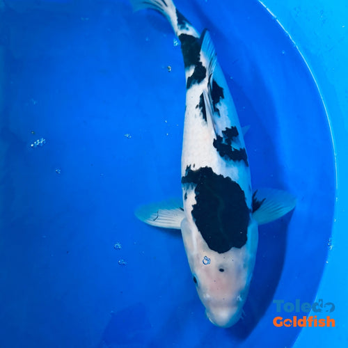 TOLEDO GOLDFISH | Black & White Live Standard Fin Koi