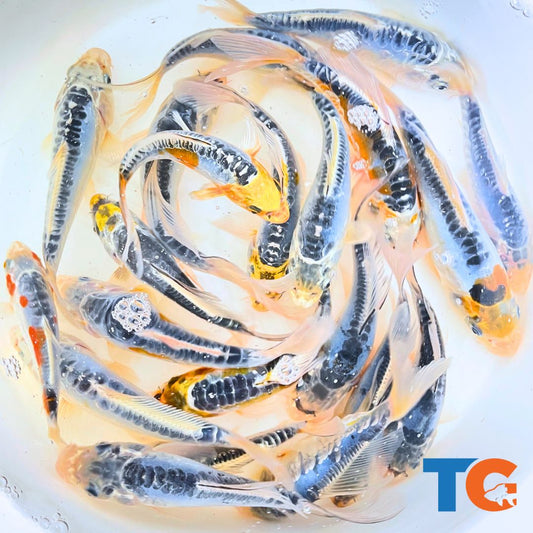 Toledo Goldfish | calico blue koi fish for sale
