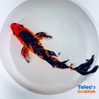 Toledo Goldfish | Butterfly fin koi orange and black
