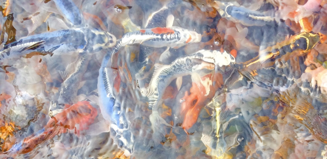 Toledo Goldfish Koi in the water reflection picture