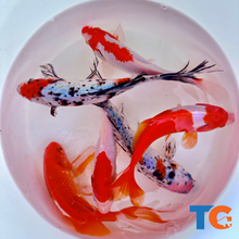 Load image into Gallery viewer, Toledo Goldfish Large Assorted Goldfish including sarasa, common, and shubunkin goldfish
