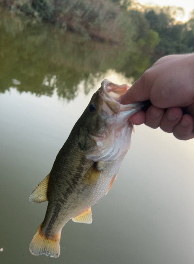 Toledo Goldfish customer photo largemouth bass