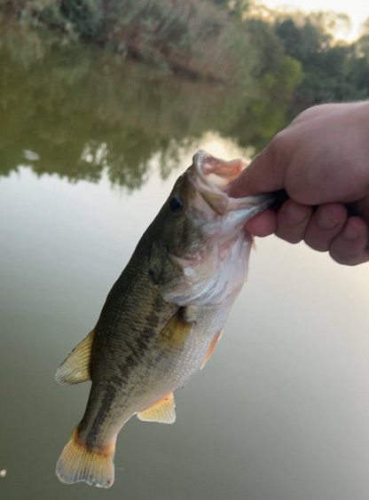 Toledo Goldfish customer photo largemouth bass
