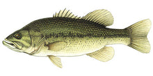 Load image into Gallery viewer, TOLEDO GOLDFISH | Live Largemouth Bass for pond stocking
