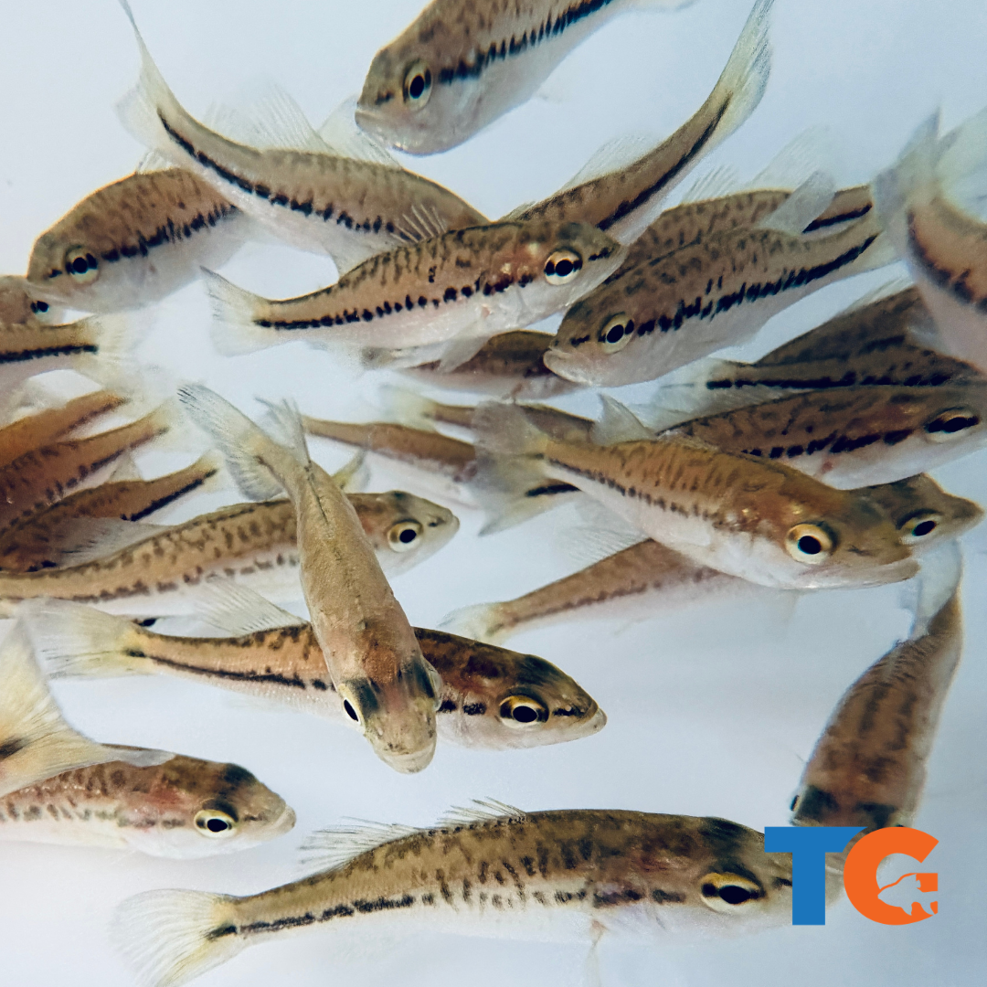 Toledo Goldfish Largemouth bass