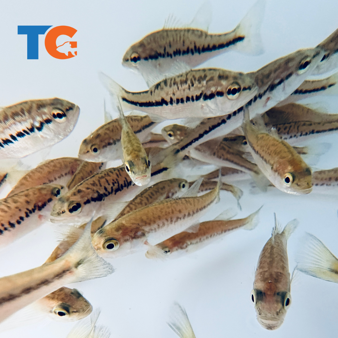 Toledo Goldfish Largemouth Bass