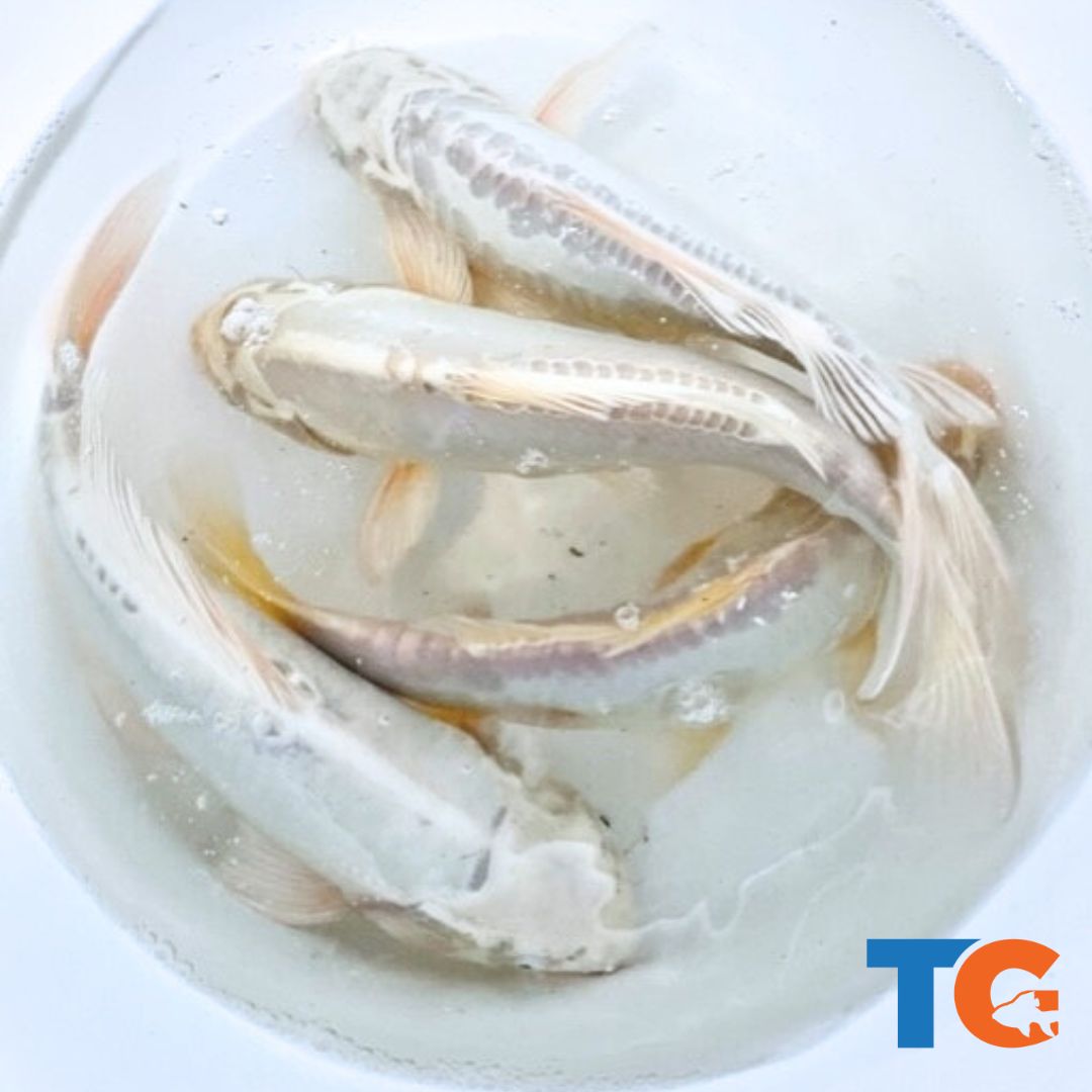 Toledo Goldfish | Mystery white koi