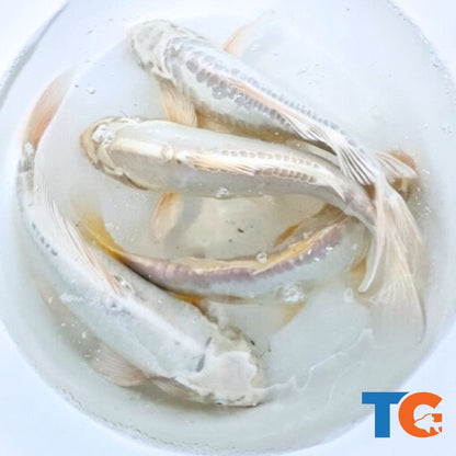 Toledo Goldfish | Mystery white koi