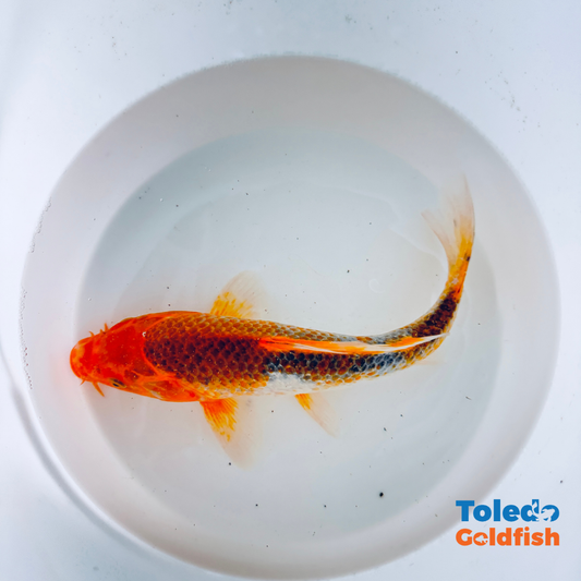 Toledo Goldfish | Live Standard Fin koi