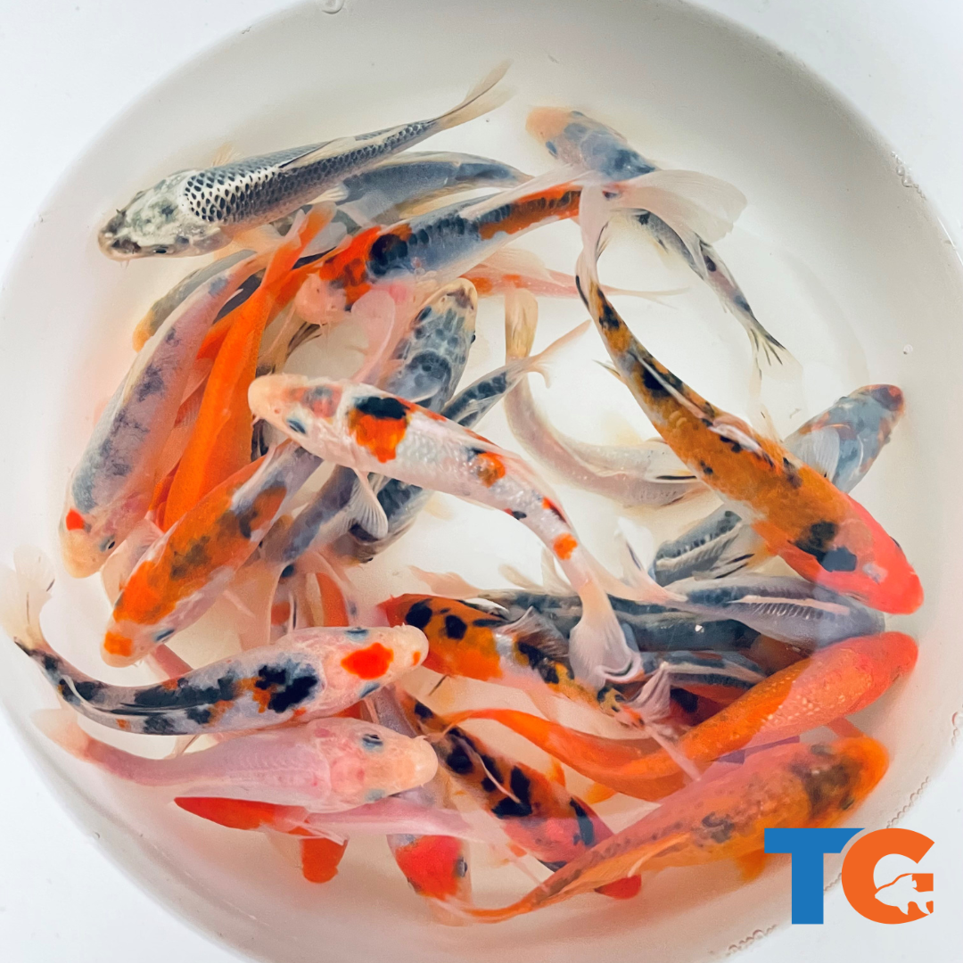 TOLEDO GOLDFISH | Patriotic Koi Mix USA red, white, and blue koi