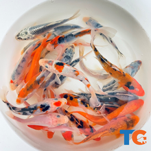 Load image into Gallery viewer, TOLEDO GOLDFISH | Patriotic Koi Mix USA red, white, and blue koi
