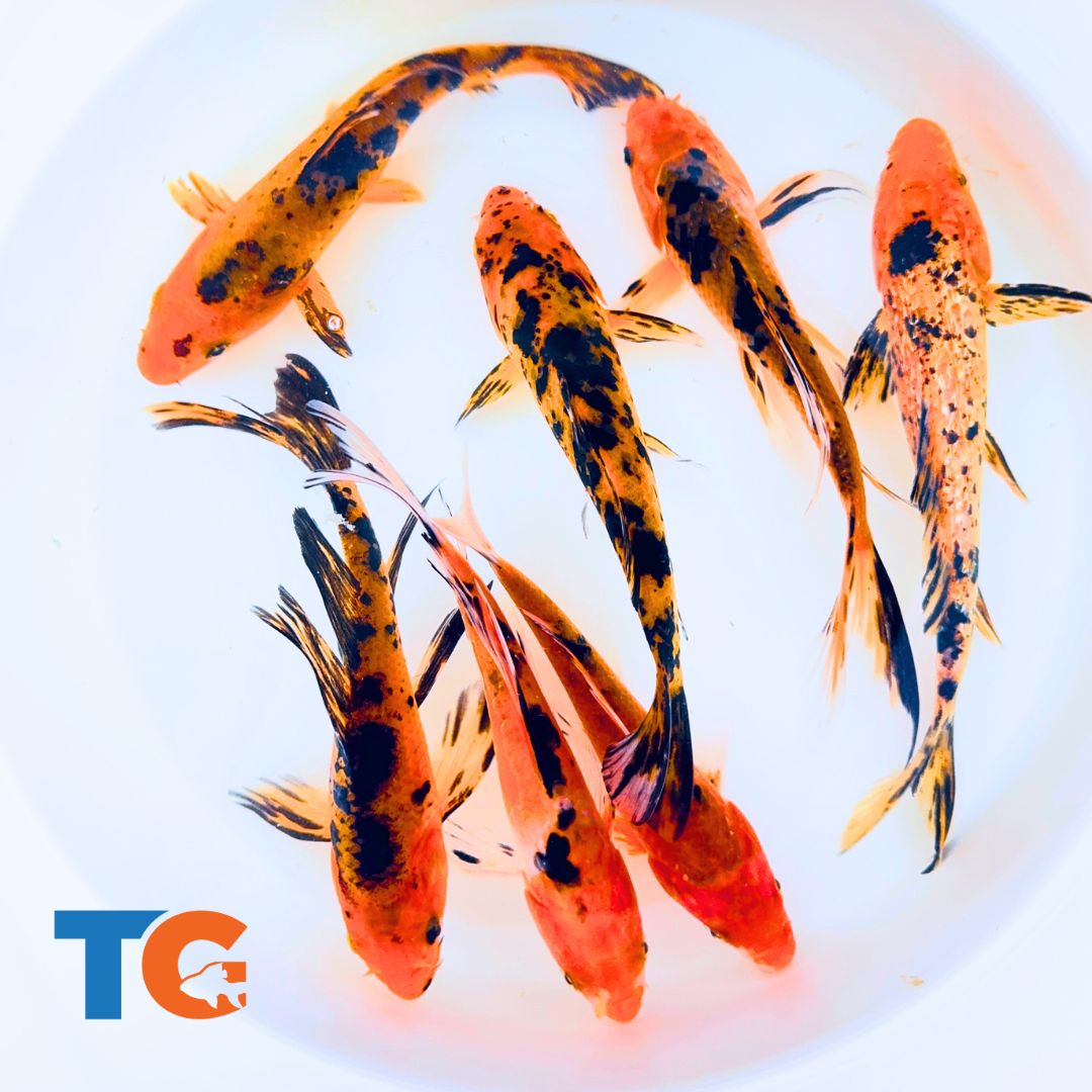 Toledo Goldfish | Red and black koi fish for sale