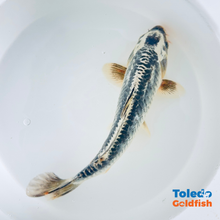 Load image into Gallery viewer, Toledo Goldfish | Live Standard Fin Koi
