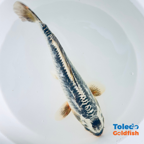 Toledo Goldfish | Live Standard Fin Koi