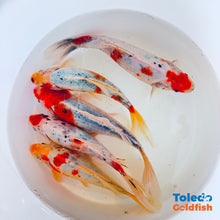 Load image into Gallery viewer, Toledo Goldfish | Sky Blue Goldfish live goldfish with light blue coloration
