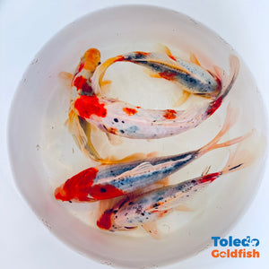 Toledo Goldfish | Sky Blue Goldfish live goldfish with light blue coloration