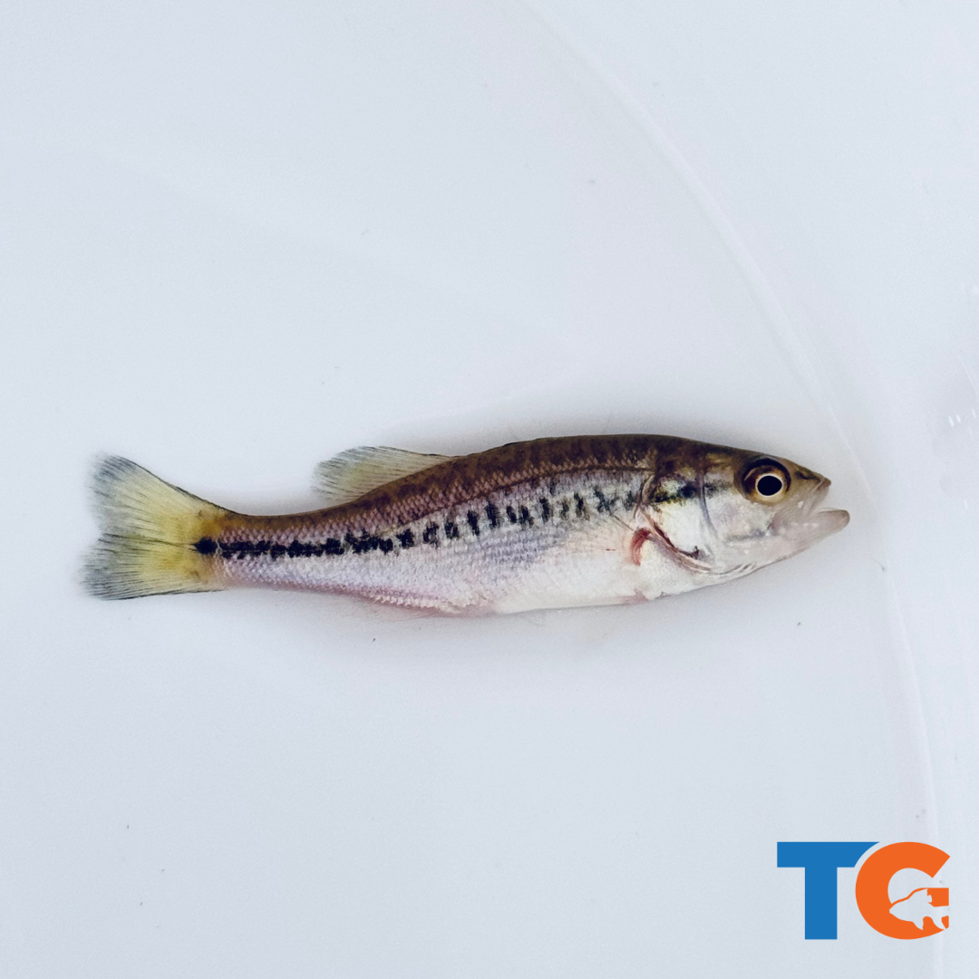 NEW* Largemouth Bass – Toledo Goldfish