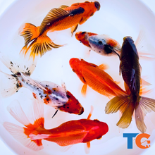 Load image into Gallery viewer, Toledo Goldfish | Assorted fantail combo, calico and red fantail goldfish
