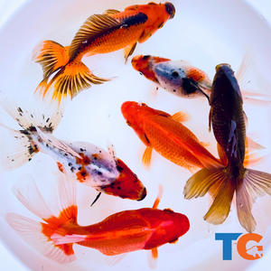Toledo Goldfish | Assorted fantail combo, calico and red fantail goldfish
