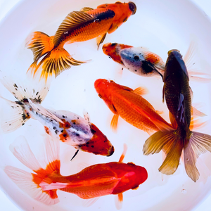 Toledo Goldfish | Assorted fantail combo, calico and red fantail goldfishToledo Goldfish | Assorted fantail combo, calico and red fantail goldfish