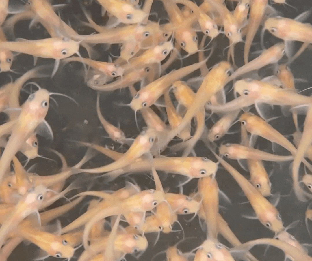 Toledo Goldfish | Live Albino Catfish