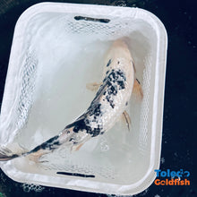 Load image into Gallery viewer, TOLEDO GOLDFISH | Black &amp; White GinRin Live Standard Fin Koi
